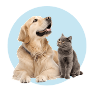 Articles pour animaux de compagnie